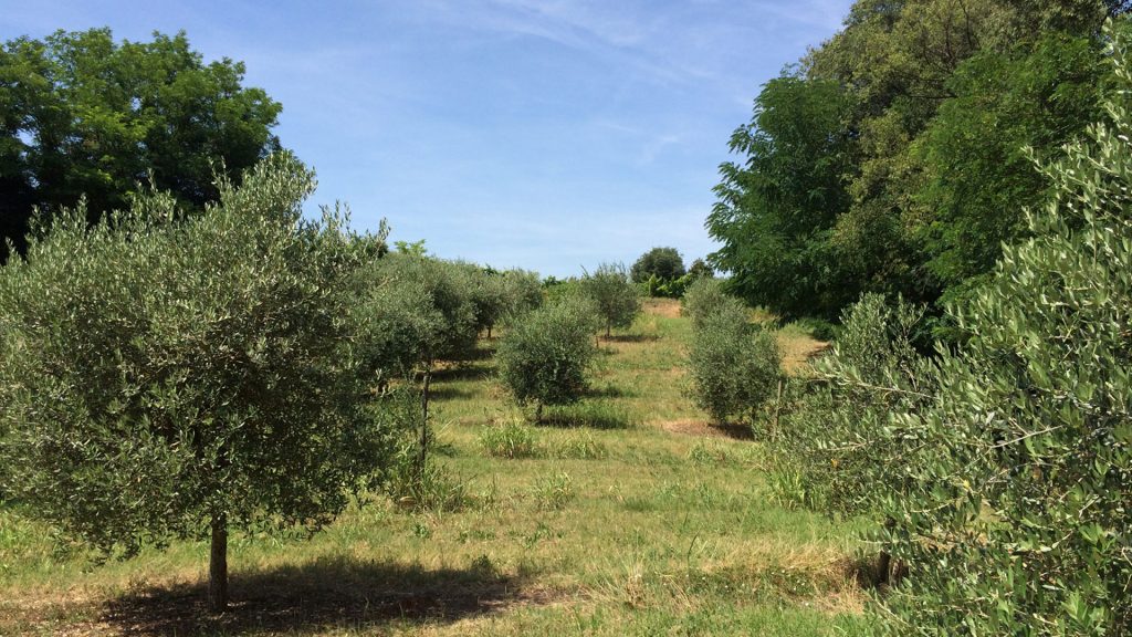 spazio verde agriturismo le spighe